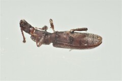 Oryzaephilus