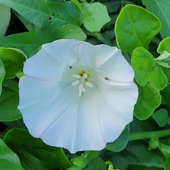 Calystegia macrostegia