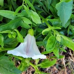 Calystegia macrostegia