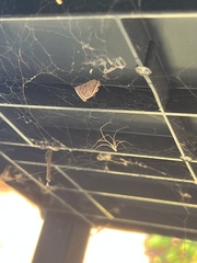 Pholcus phalangioides