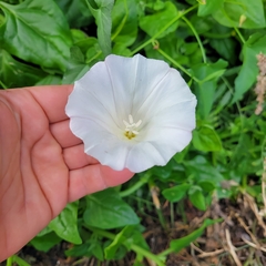 Calystegia macrostegia