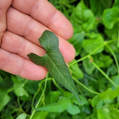 Calystegia macrostegia