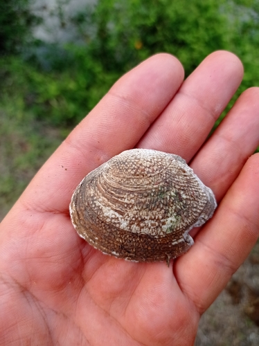 Psoronaias semigranosa