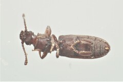 Oryzaephilus