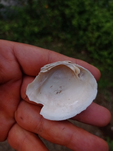 Psoronaias semigranosa