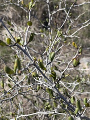 Cercocarpus minutiflorus