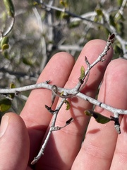 Cercocarpus minutiflorus