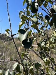 Prunus ilicifolia ilicifolia