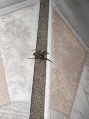 Trachelidae