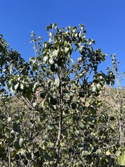 Prunus ilicifolia ilicifolia