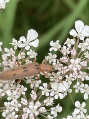 Parisopalpus nigronotatus