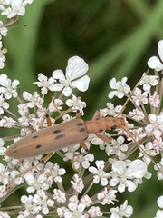 Parisopalpus nigronotatus