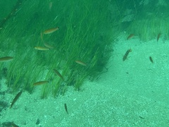 Halichoeres californicus