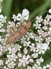 Parisopalpus nigronotatus