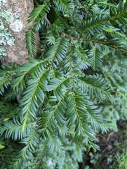 Prumnopitys ferruginea