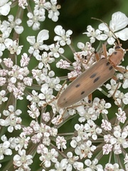 Parisopalpus nigronotatus