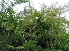 Pithecellobium lanceolatum