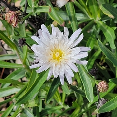 Malacothrix saxatilis