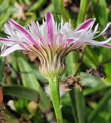 Malacothrix saxatilis