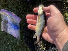 Semotilus corporalis