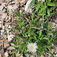 Malacothrix saxatilis