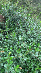 Trachelospermum asiaticum