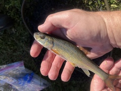 Semotilus corporalis