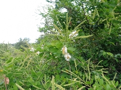 Pithecellobium lanceolatum