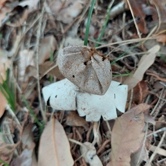 Myriostoma
