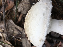 Amanita ochrophylloides