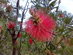 Melaleuca citrina