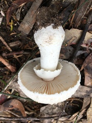 Amanita ochrophylloides