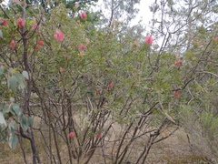 Melaleuca citrina