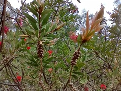Melaleuca citrina