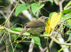 Scenopoeetes dentirostris