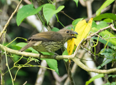 Scenopoeetes dentirostris