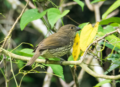 Scenopoeetes dentirostris