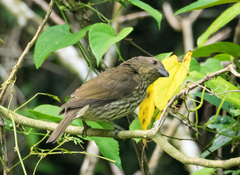 Scenopoeetes dentirostris