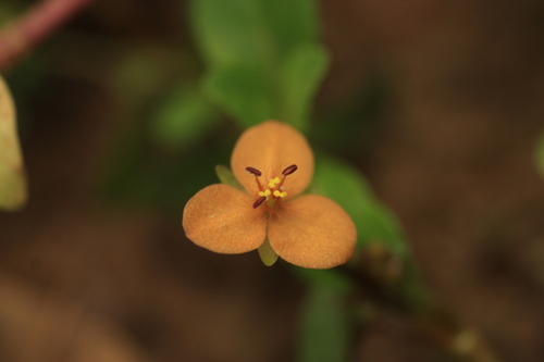 Murdannia versicolor (Murdannia versicolor)