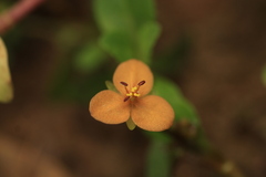 Murdannia versicolor