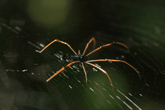 Nephila kuhli