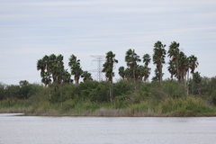 Washingtonia robusta