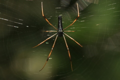 Nephila kuhli