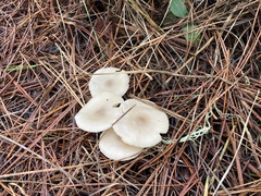 Clitocybe