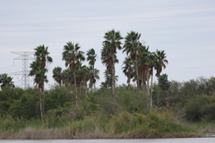 Washingtonia robusta