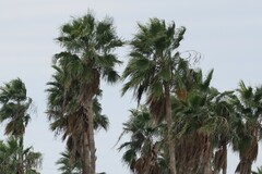 Washingtonia robusta
