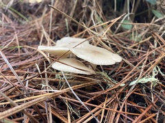 Clitocybe