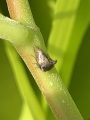 Membracidae