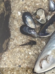 Clinocottus recalvus