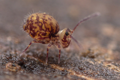 Ptenothrix